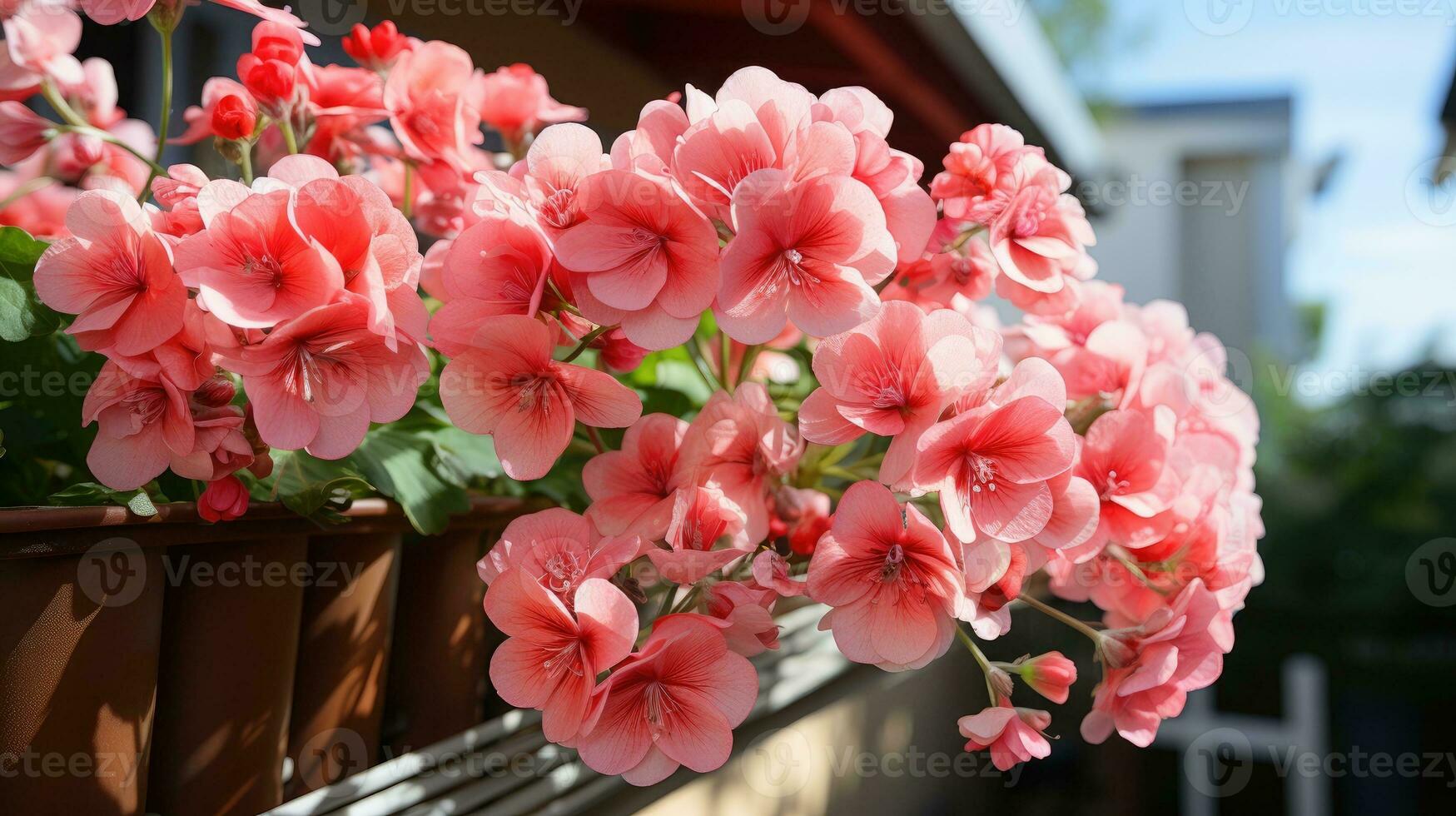 roze pelargonium bloemen groeit Aan balkon. foto