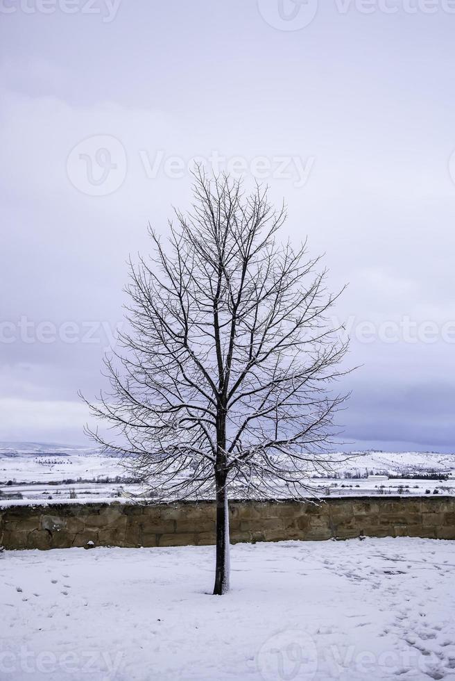 eenzame boom in de sneeuw foto