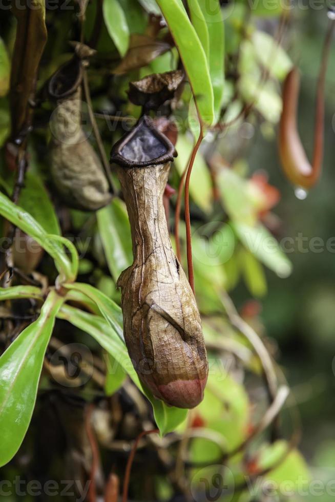 wilde vleesetende plant foto