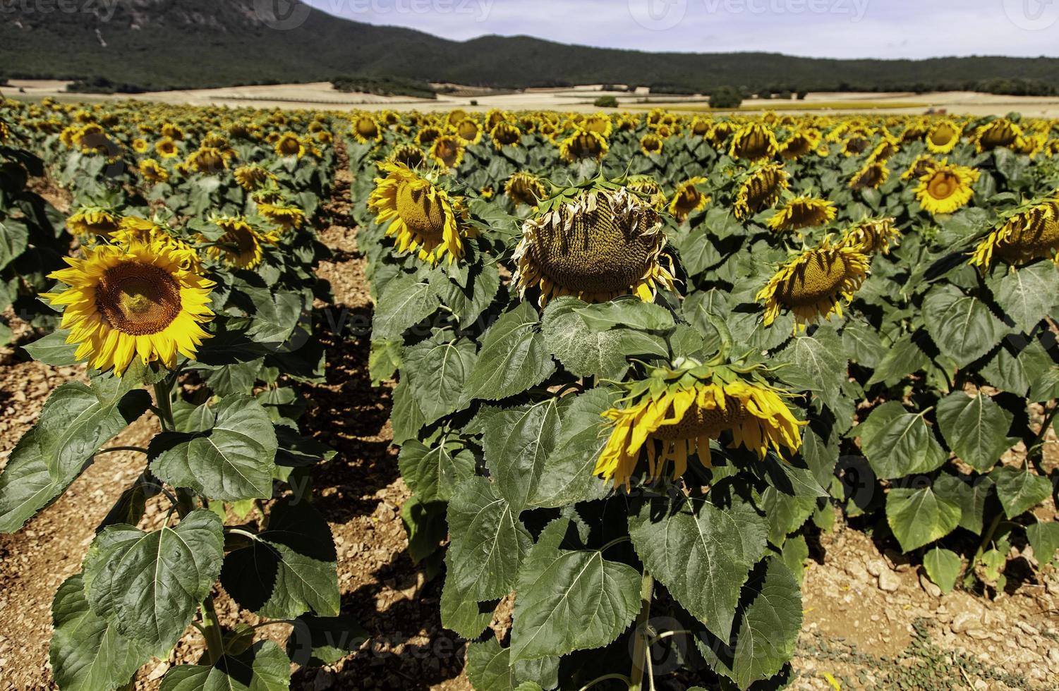 zonnebloemen veld in de natuur foto
