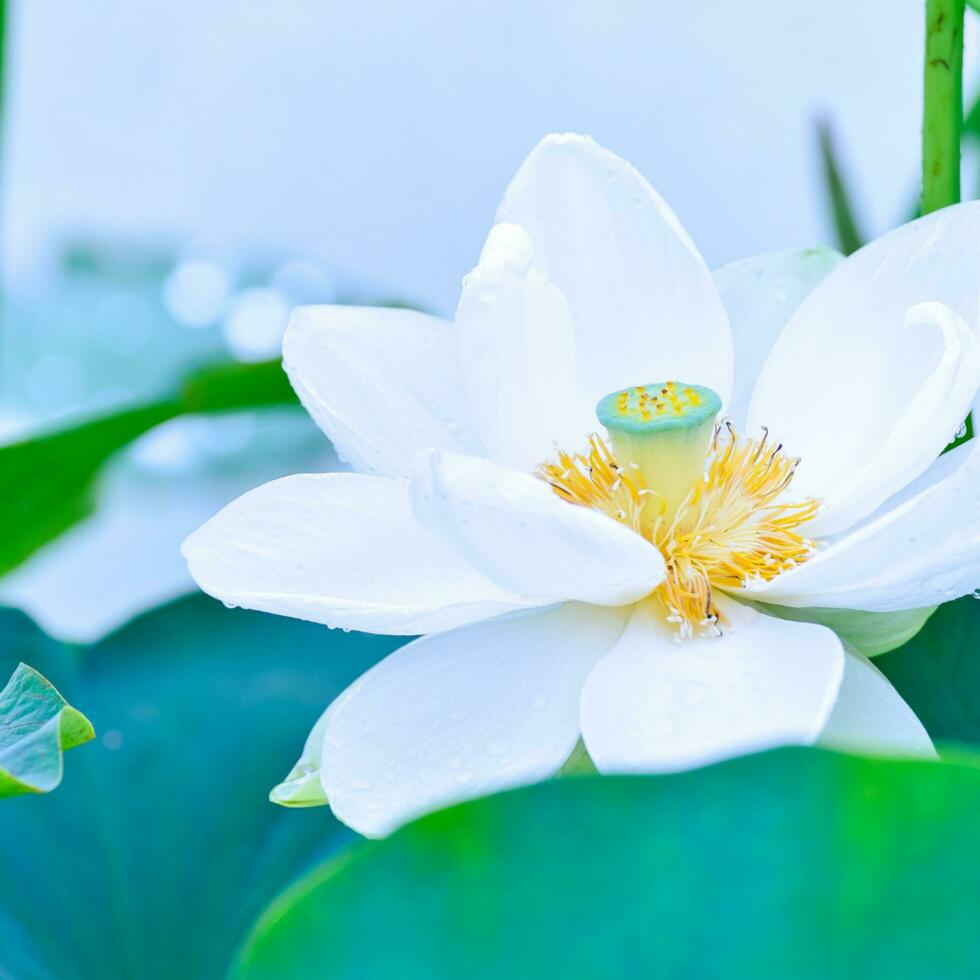 wit lotus bloem met bladeren foto