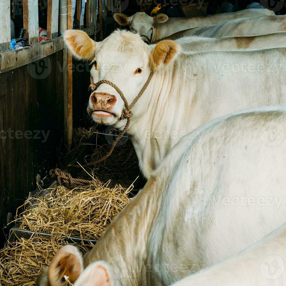 koeien Aan boerderij. zwart en wit koeien aan het eten hooi in de stal. foto