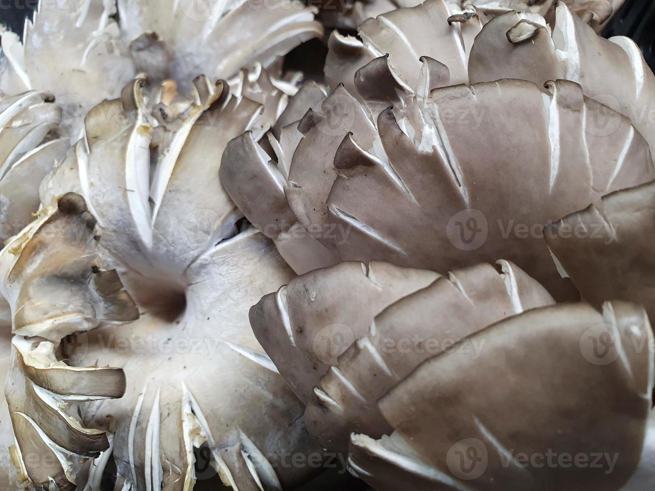 paddenstoel van natuurlijke oorsprong om vegetarisch voedsel te bereiden foto