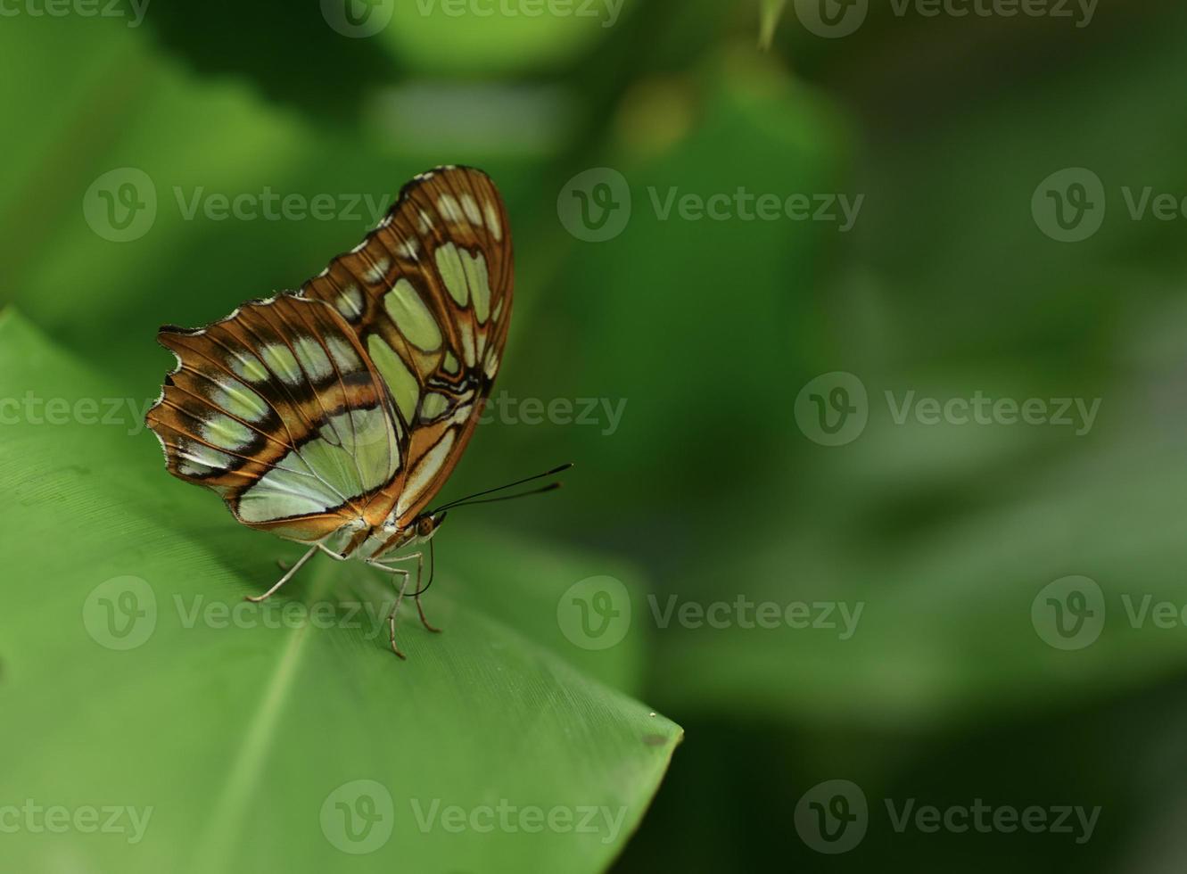 malachiet vlinder macro afbeelding van lepidoptera foto