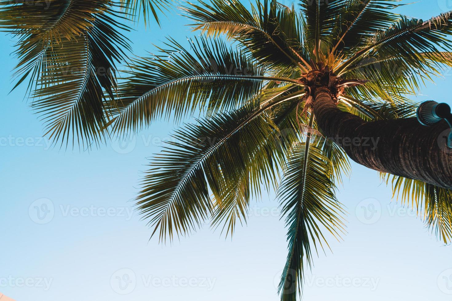 kokospalm met lege lucht en kopieerruimte foto