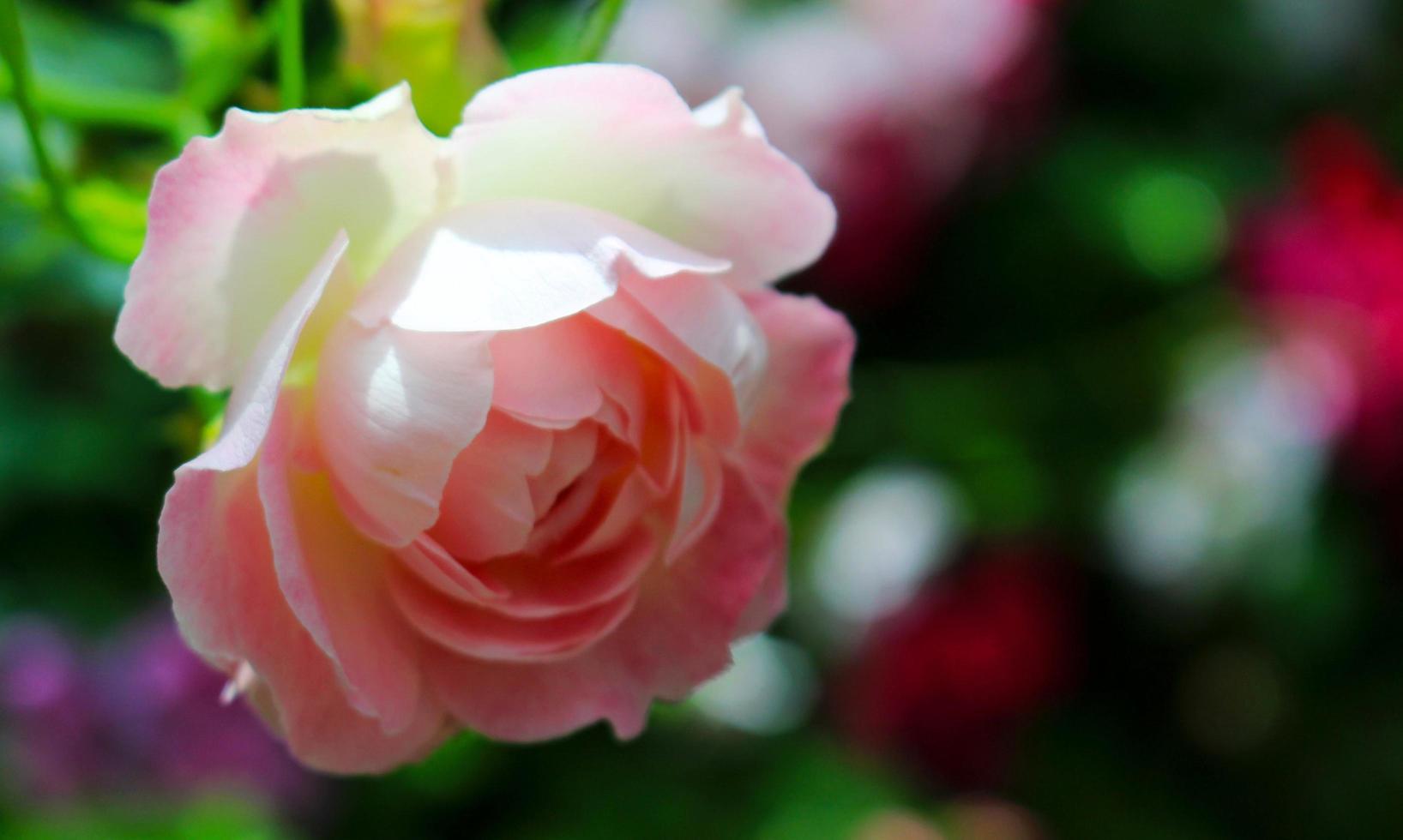 bloemen voor een frisse en pure dag vol liefde foto