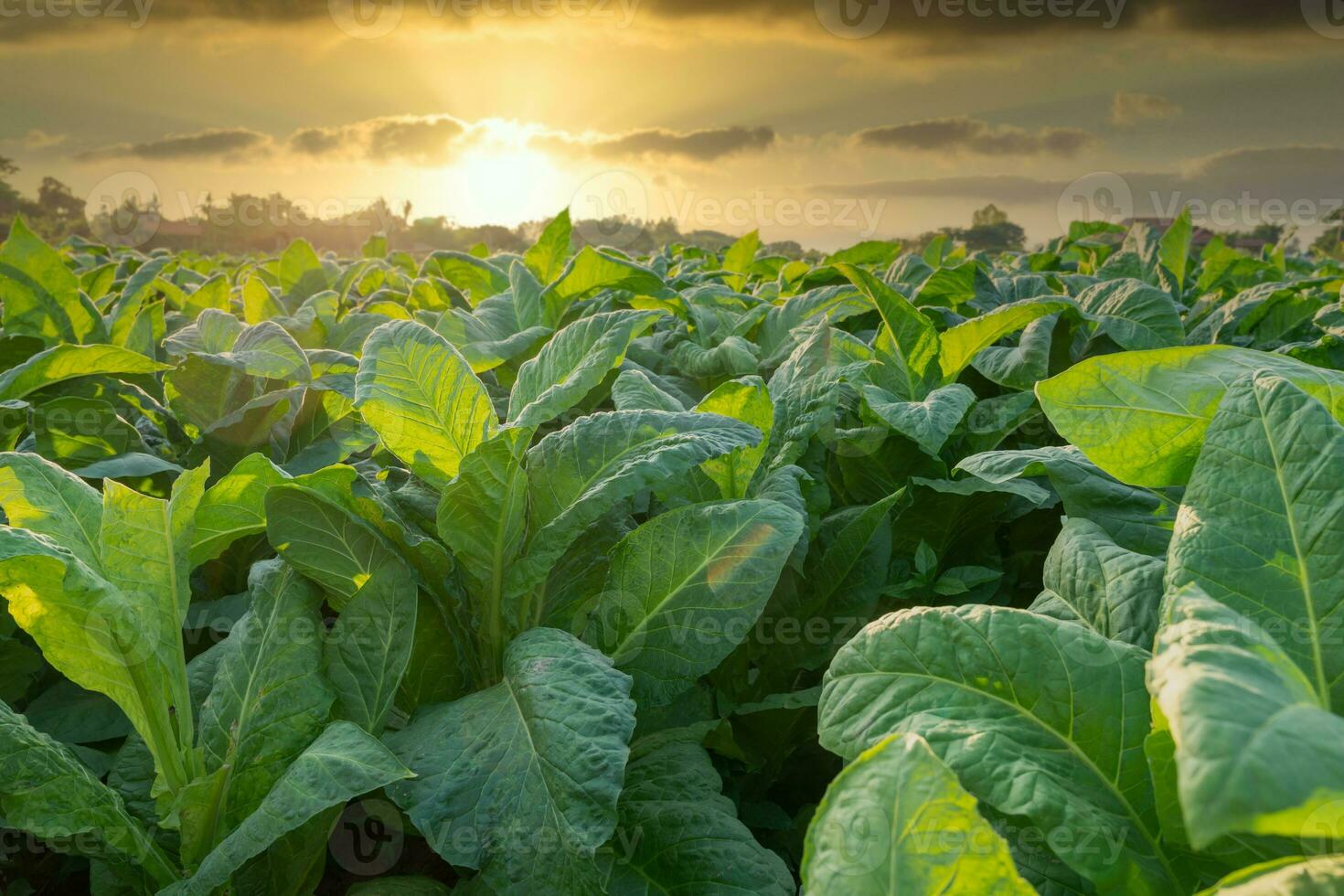 tabak groeit in veld, tabak industrie voor landbouw en exporteren. foto
