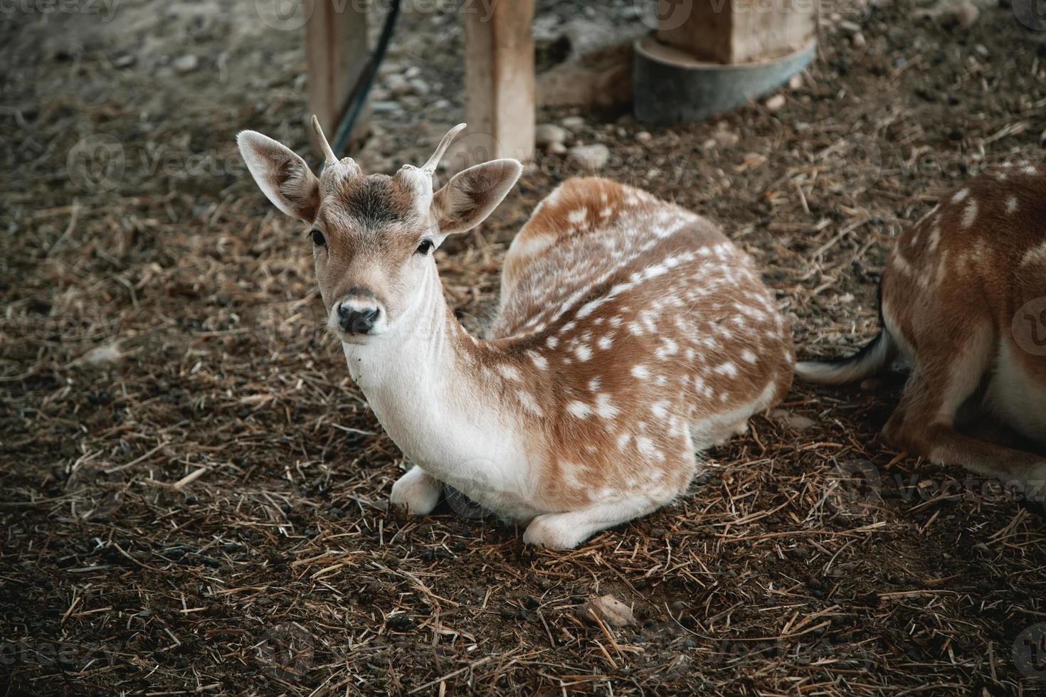 os in een boerderij foto