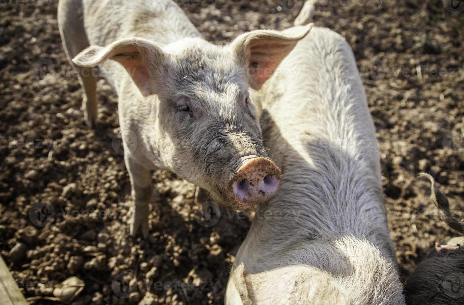 jonge varkens op een boerderij foto