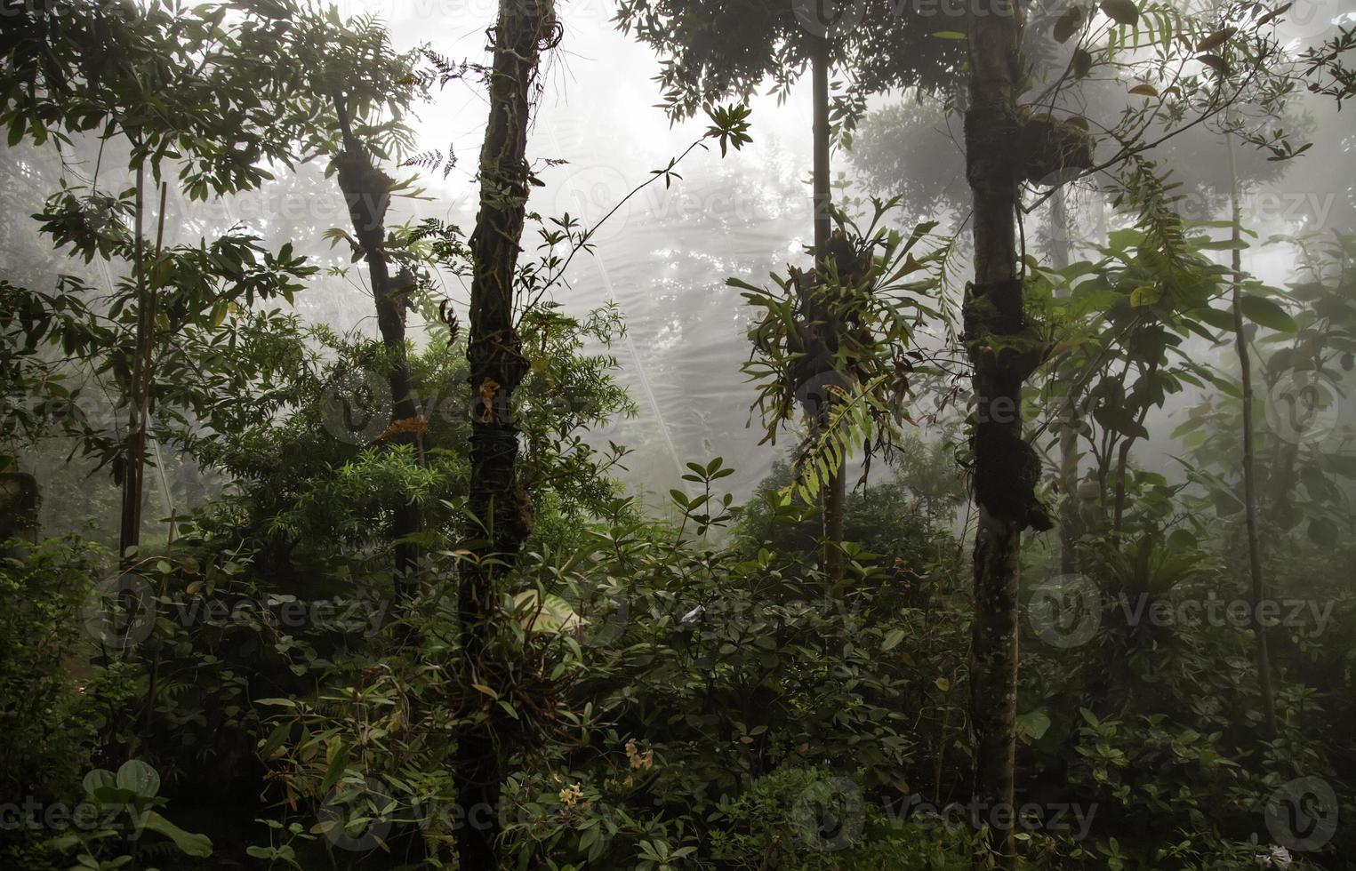 jungle met mist foto