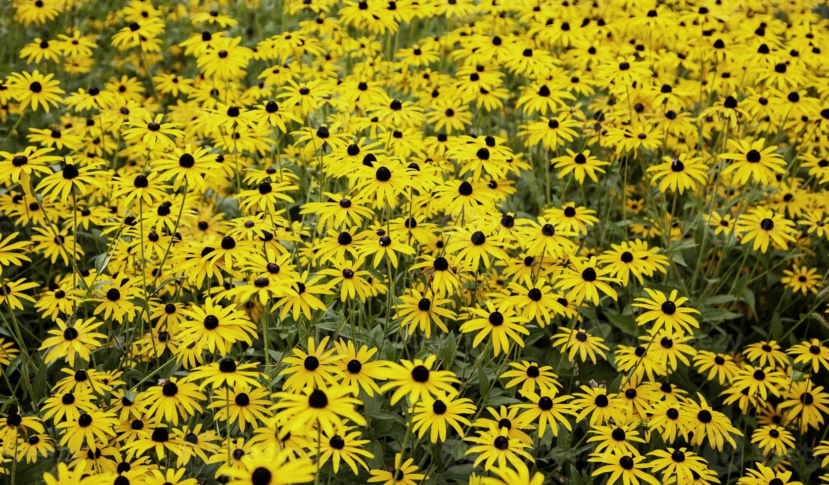 gele bloemen in de natuur foto