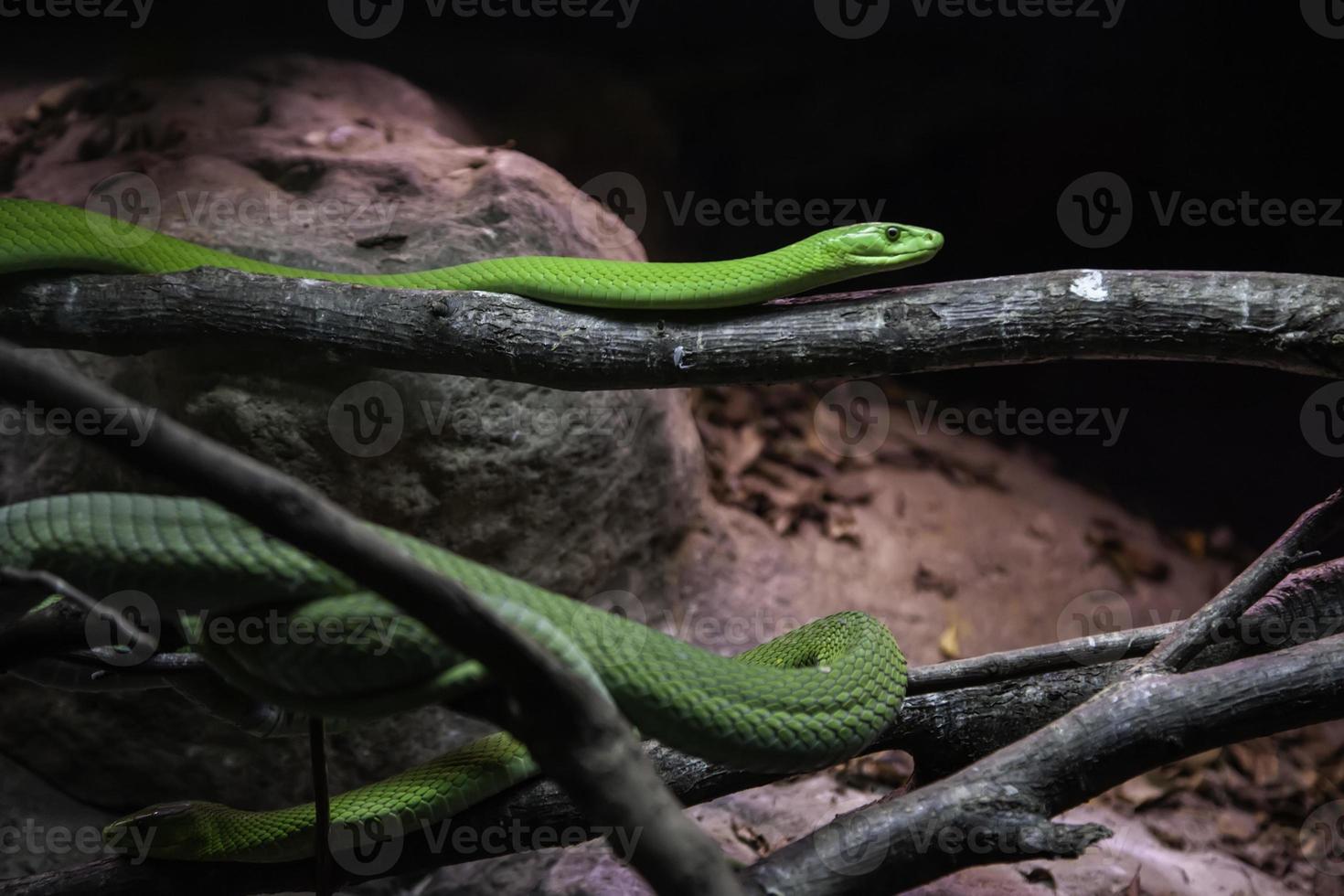 wilde groene mamba foto