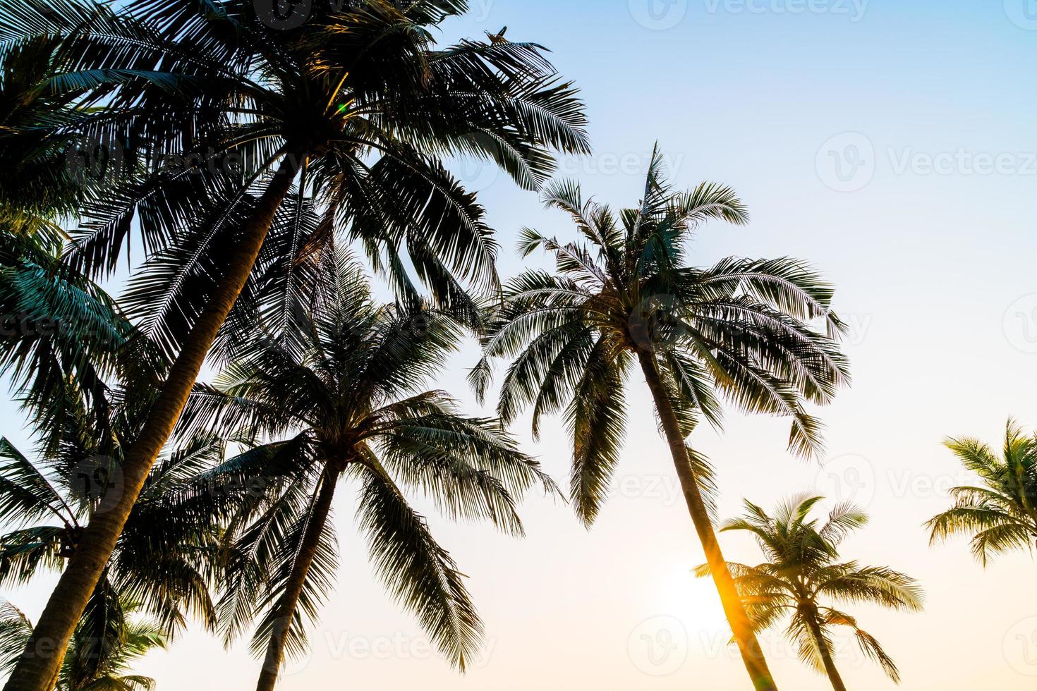 prachtige kokospalm met zonsondergang in de schemeringhemel foto