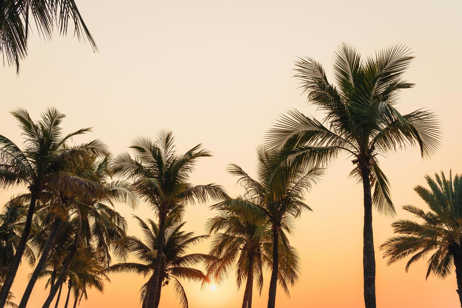 prachtige kokospalm met zonsondergang in de schemeringhemel foto