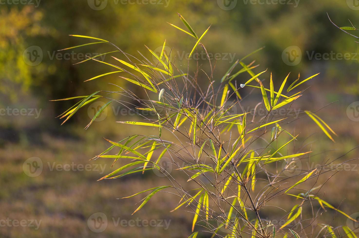 bamboe verlaat achtergrond foto