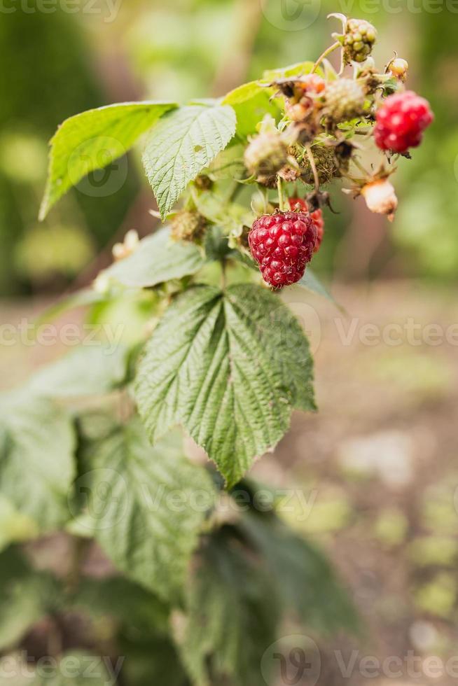 achtertuin moestuin - bessen en groenten in de bedden - amateurboer foto