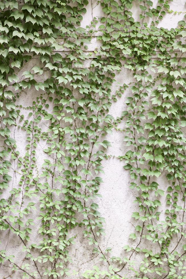 muur met groene klimop foto