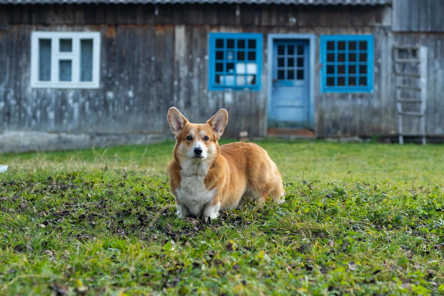 grappig portret van een corgihond buiten in het bos foto