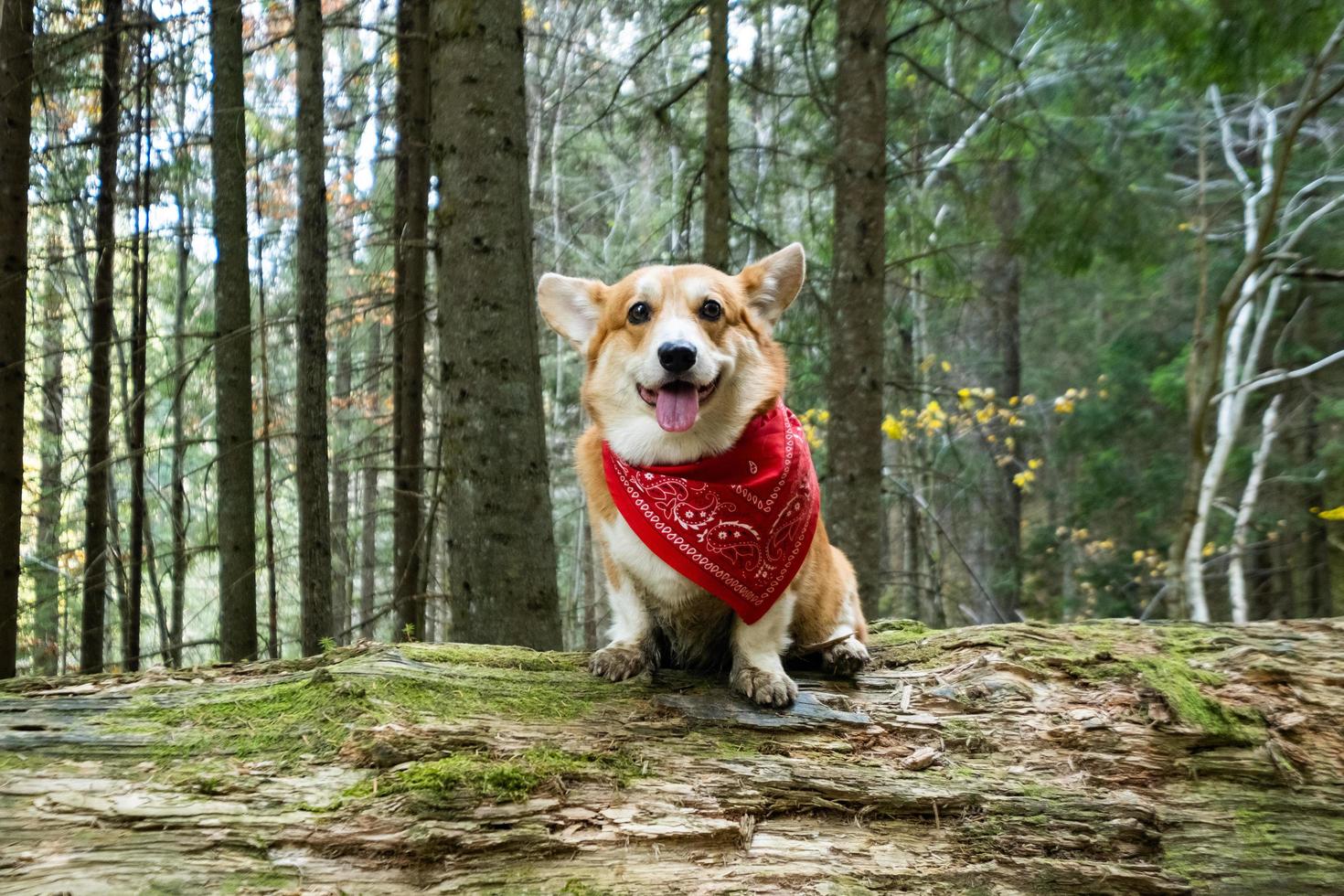 grappig portret van een corgihond buiten in het bos foto