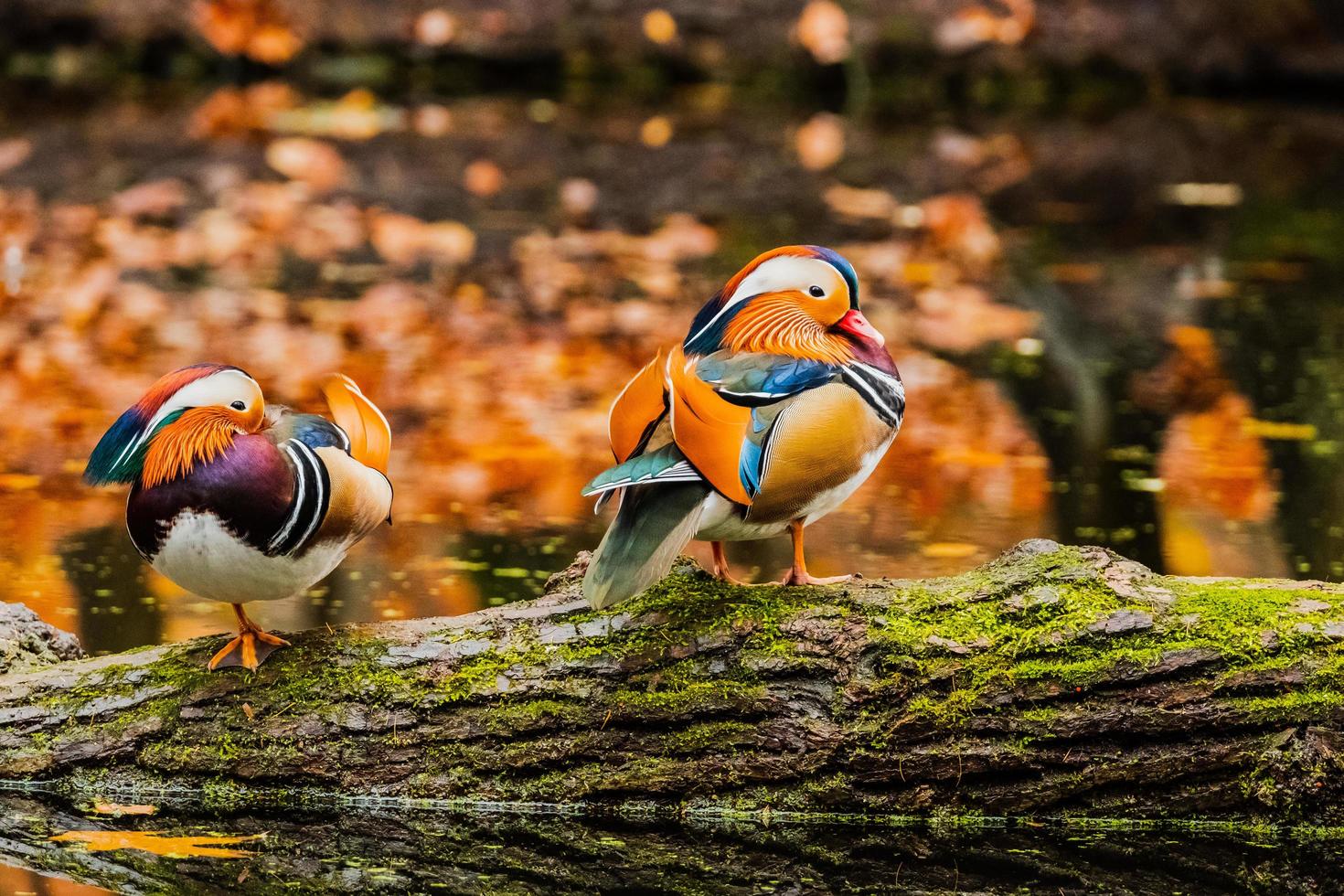 close-up van wilde vogels foto