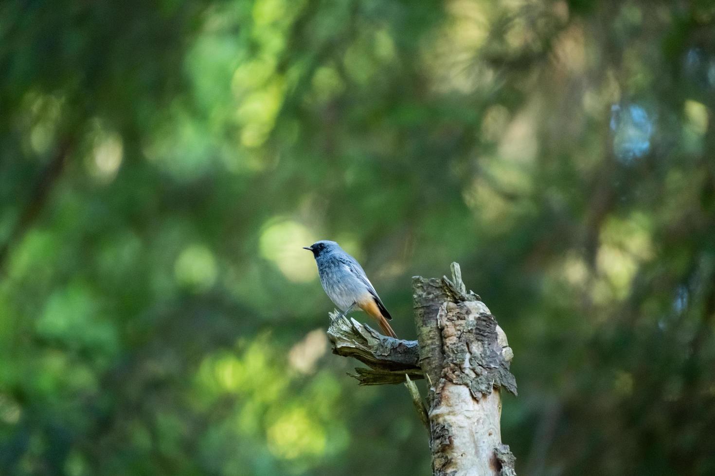 close-up van wilde vogels foto