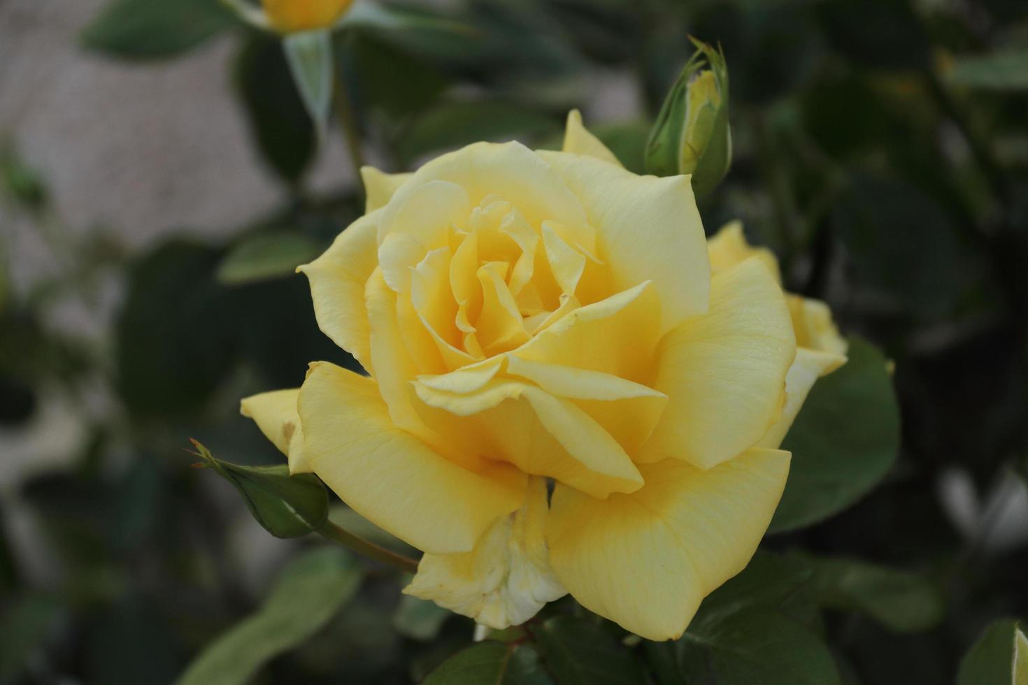 gele roos in een tuinstruik foto
