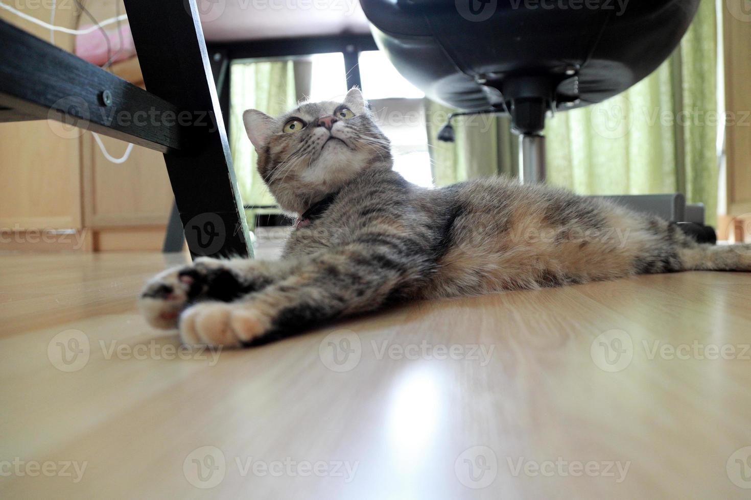 jonge gestreepte kat foto