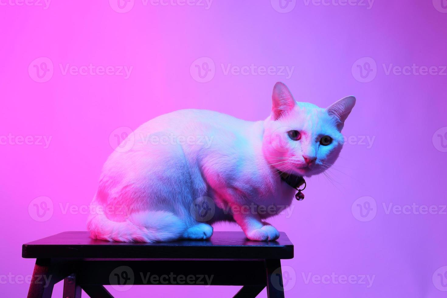 schattige kat in gelverlichting foto