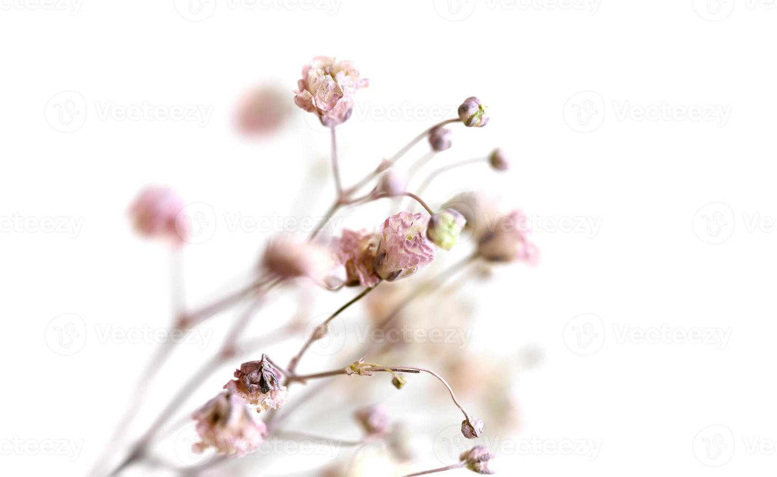 bloemen achtergrond en textuur foto
