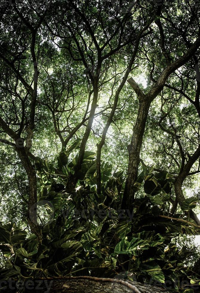 tropische groene bladachtergrond, donker toonthema. foto