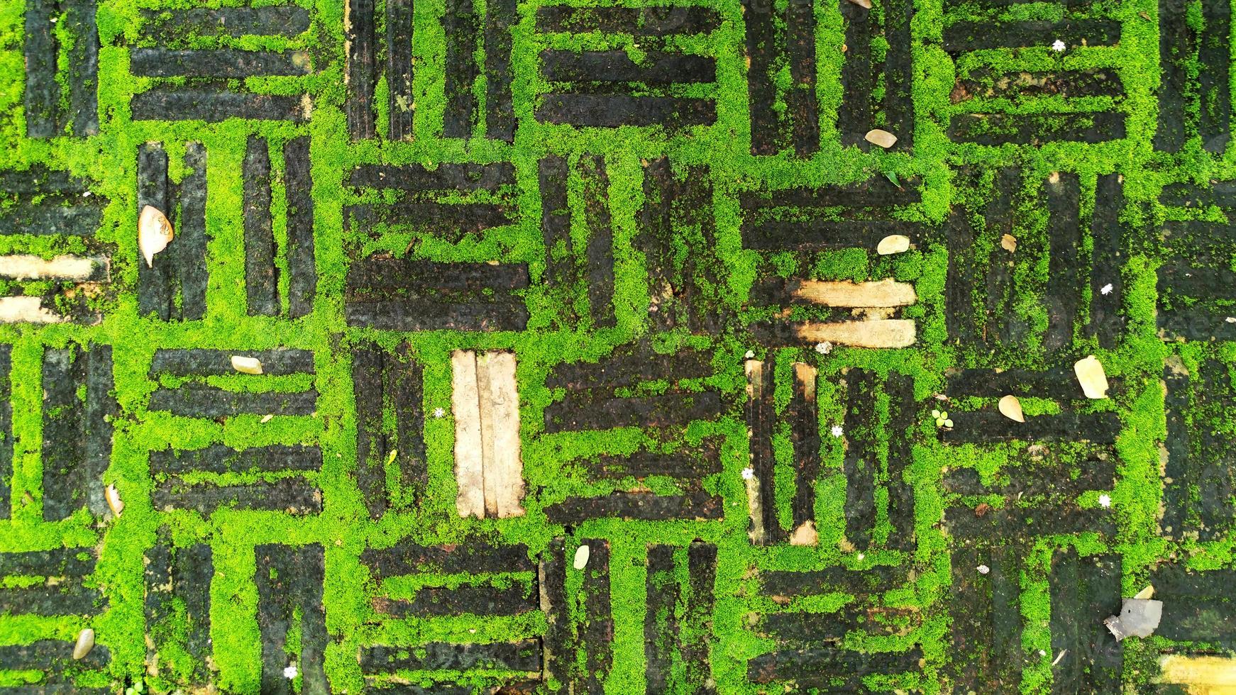 textuur van oude baksteen met groen mos foto