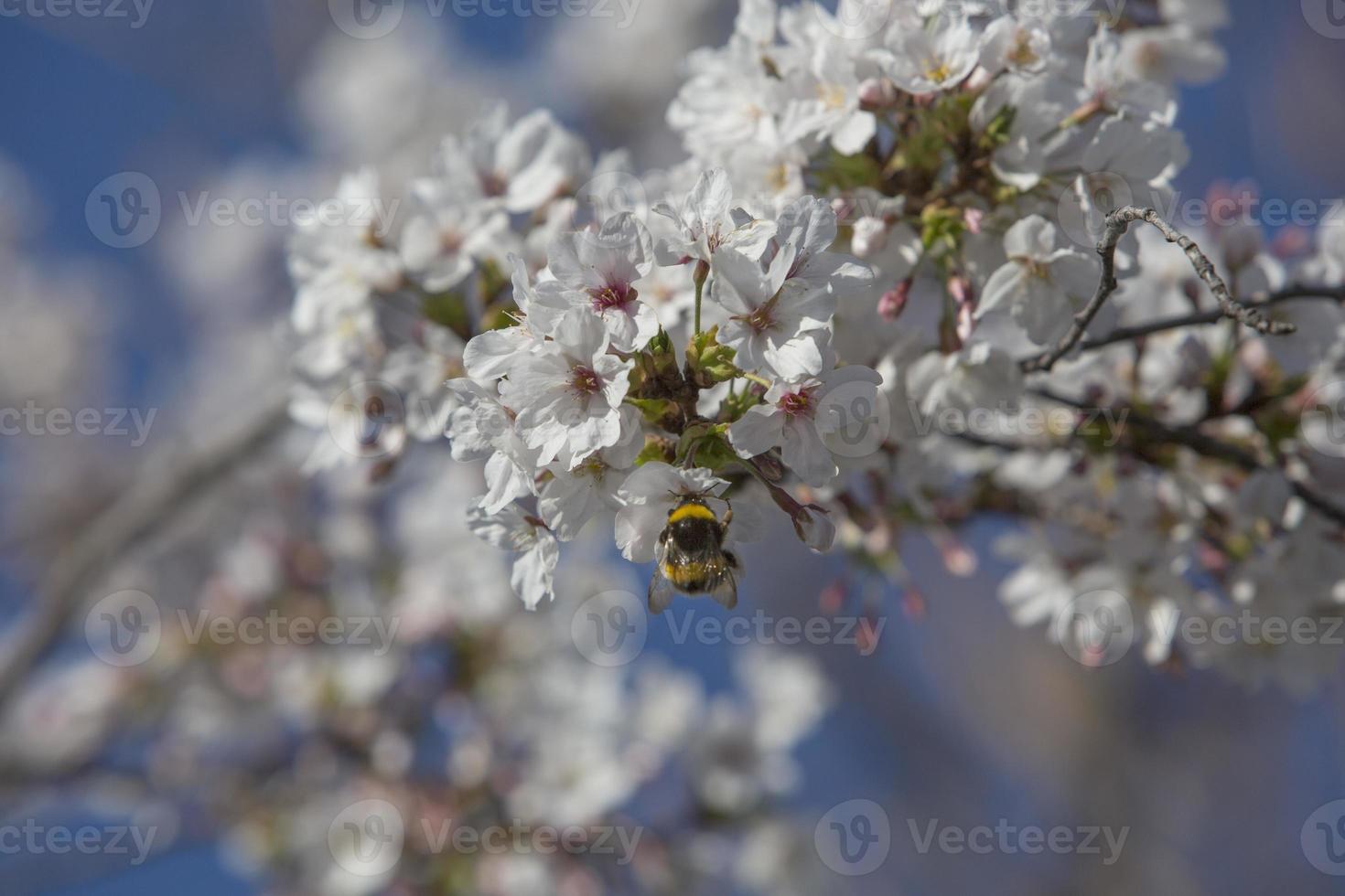 de eerste insecten bestuiven de eerste bloemen van de lente in Madrid, Spanje spa foto