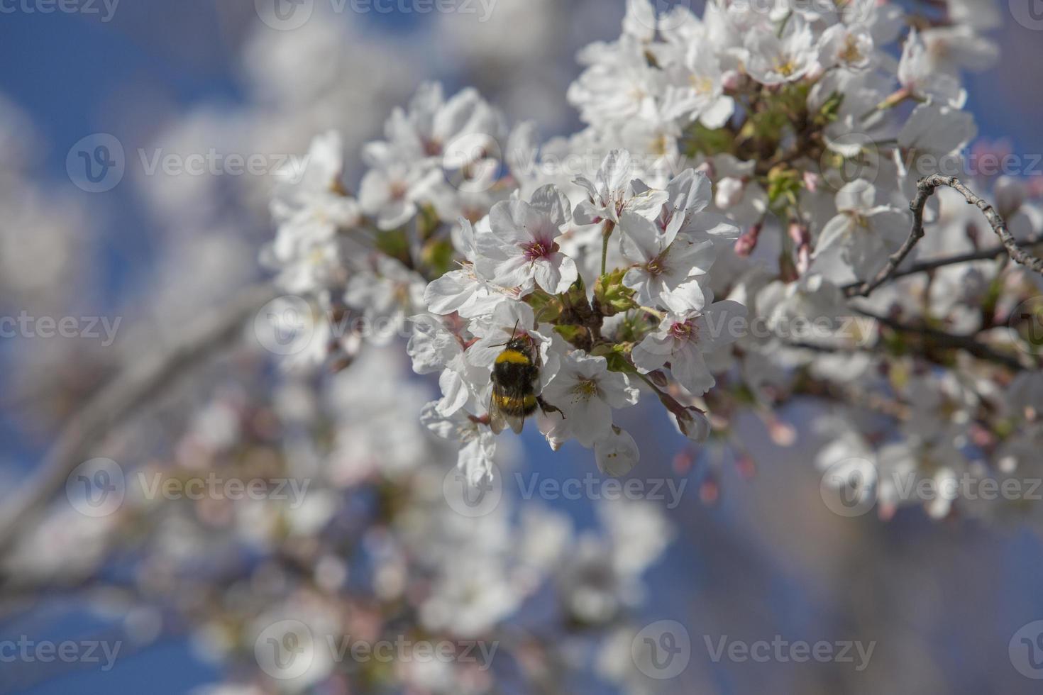 de eerste insecten bestuiven de eerste bloemen van de lente in Madrid, Spanje spa foto