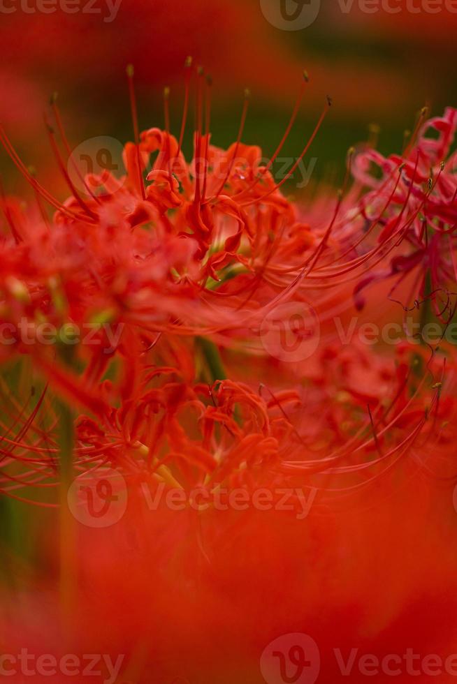 bloeiende rode spinlelie bloeit in de vroege herfst foto