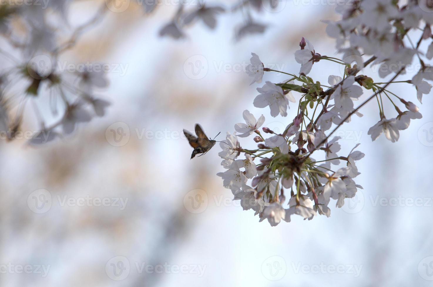 de eerste insecten bestuiven de eerste bloemen van de lente in Madrid, Spanje spa foto