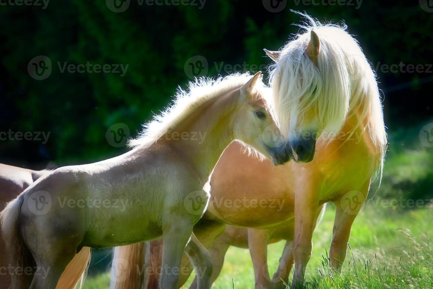 moeder en baby van haflingerpaarden foto