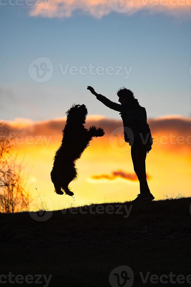 grote zwarte hond met bont springt naar de minnares met koekje in de hand. bij kleurrijke zonsondergang foto