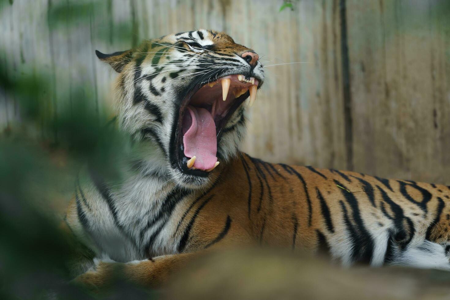 portret van sumatran tijger in dierentuin foto