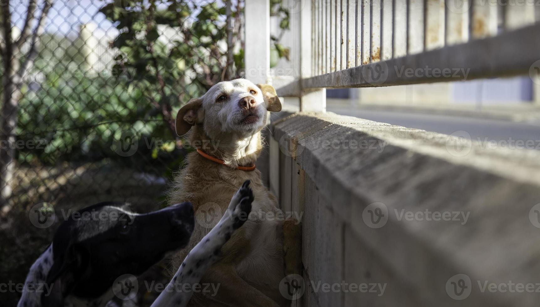 hond in kennel foto