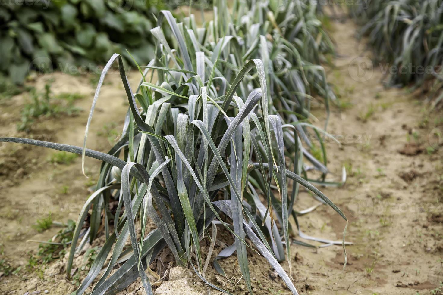 biologische tuin met uien foto