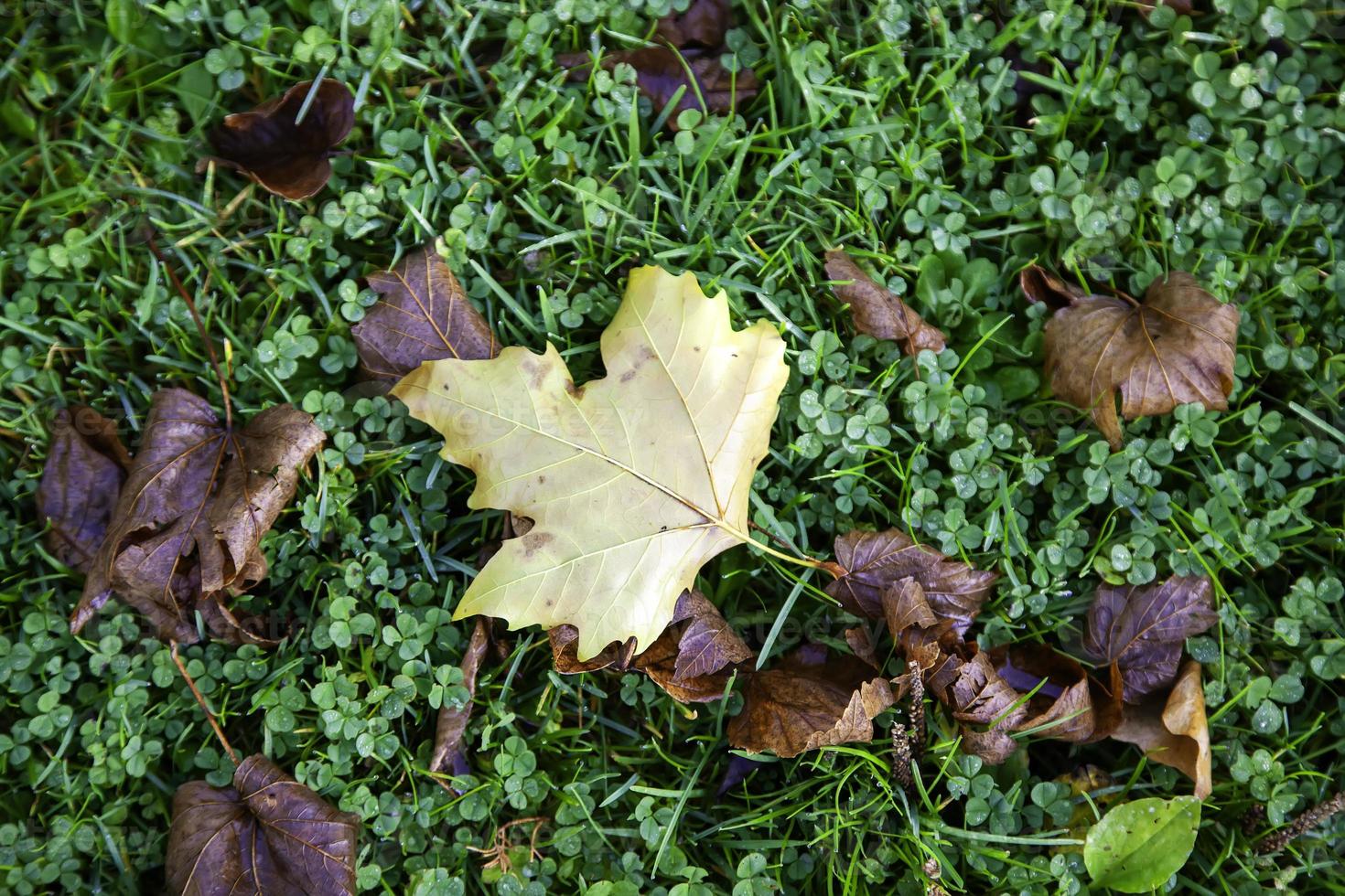 herfstbladeren grond foto