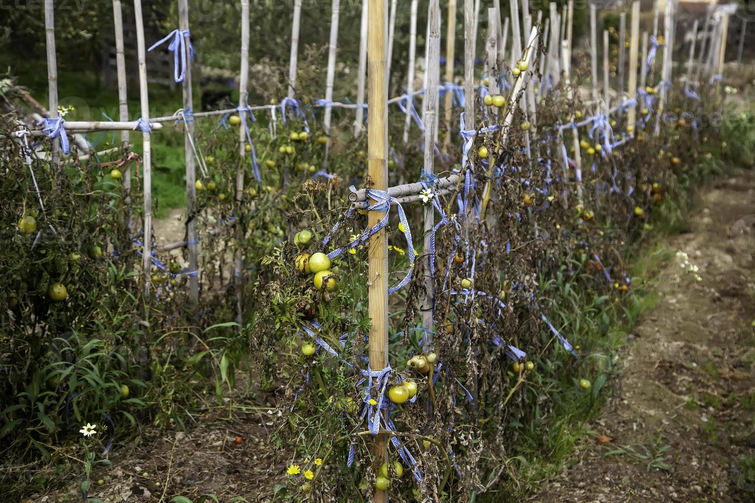 biologische tomatenplantage foto