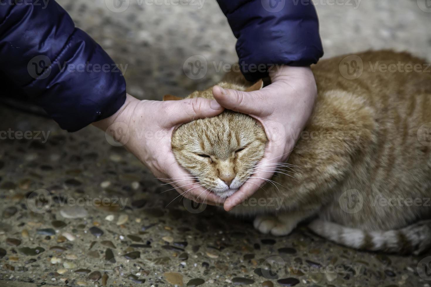 persoon die kat aait foto