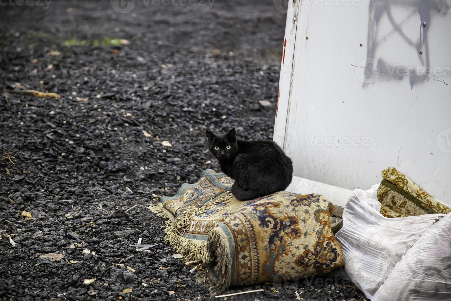 verlaten straatkatten foto