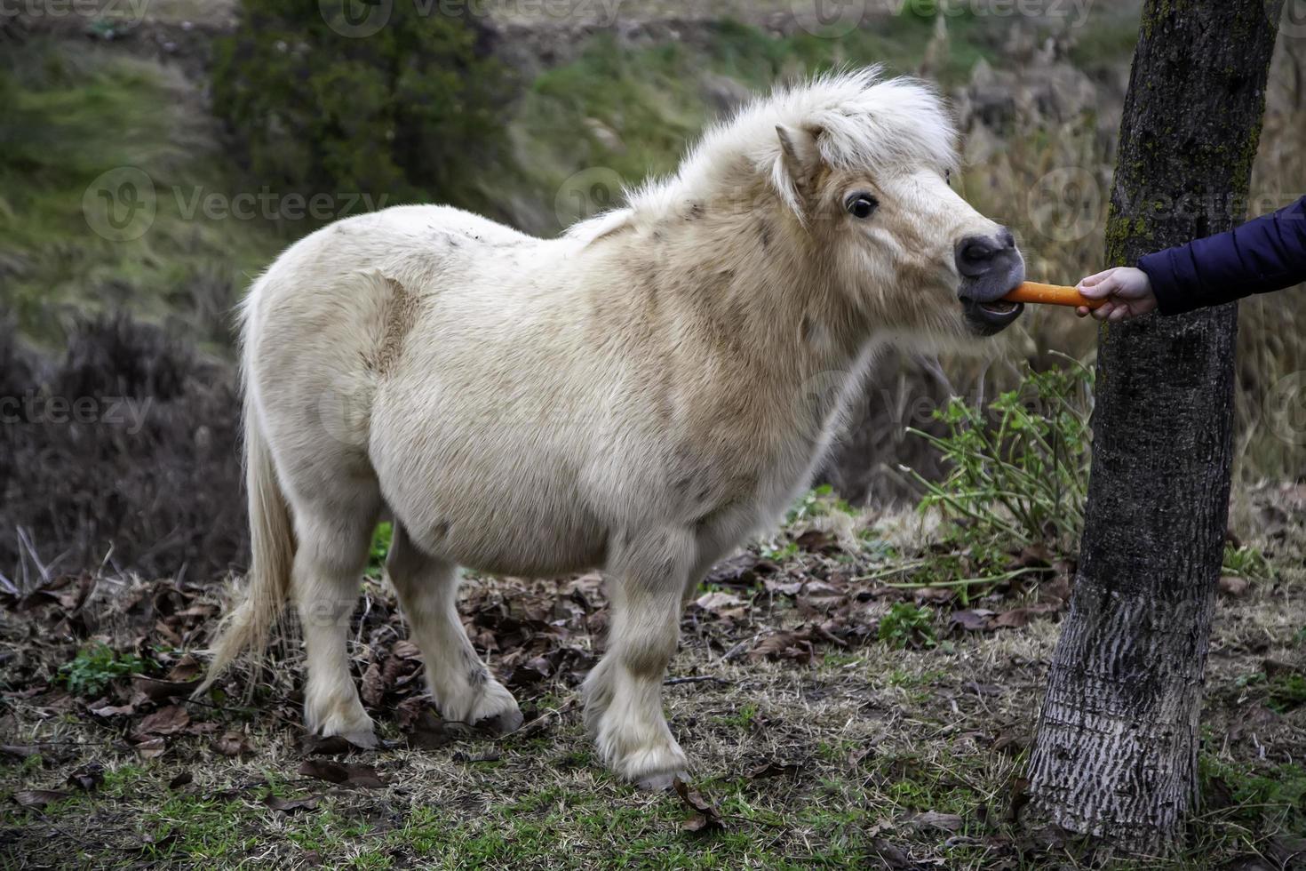 wilde pony veld foto