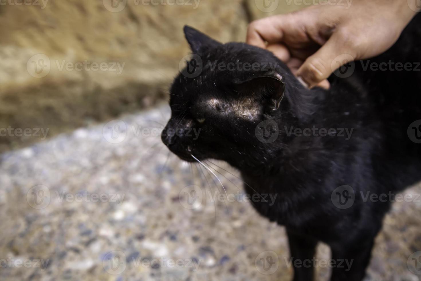 zwarte kat op straat foto