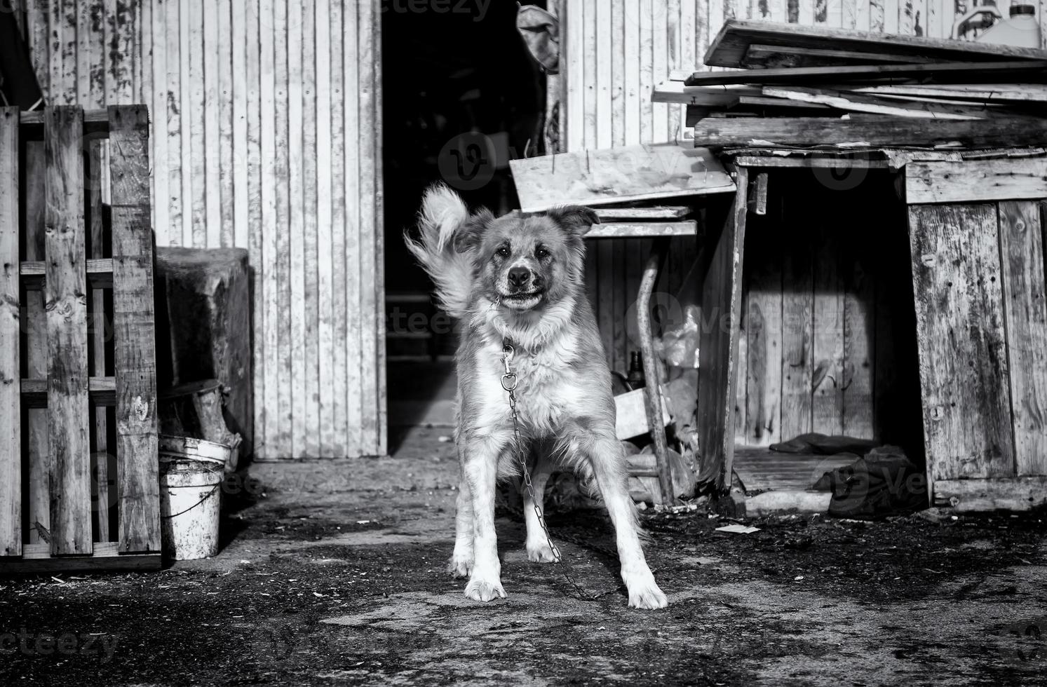 hond in kennel foto