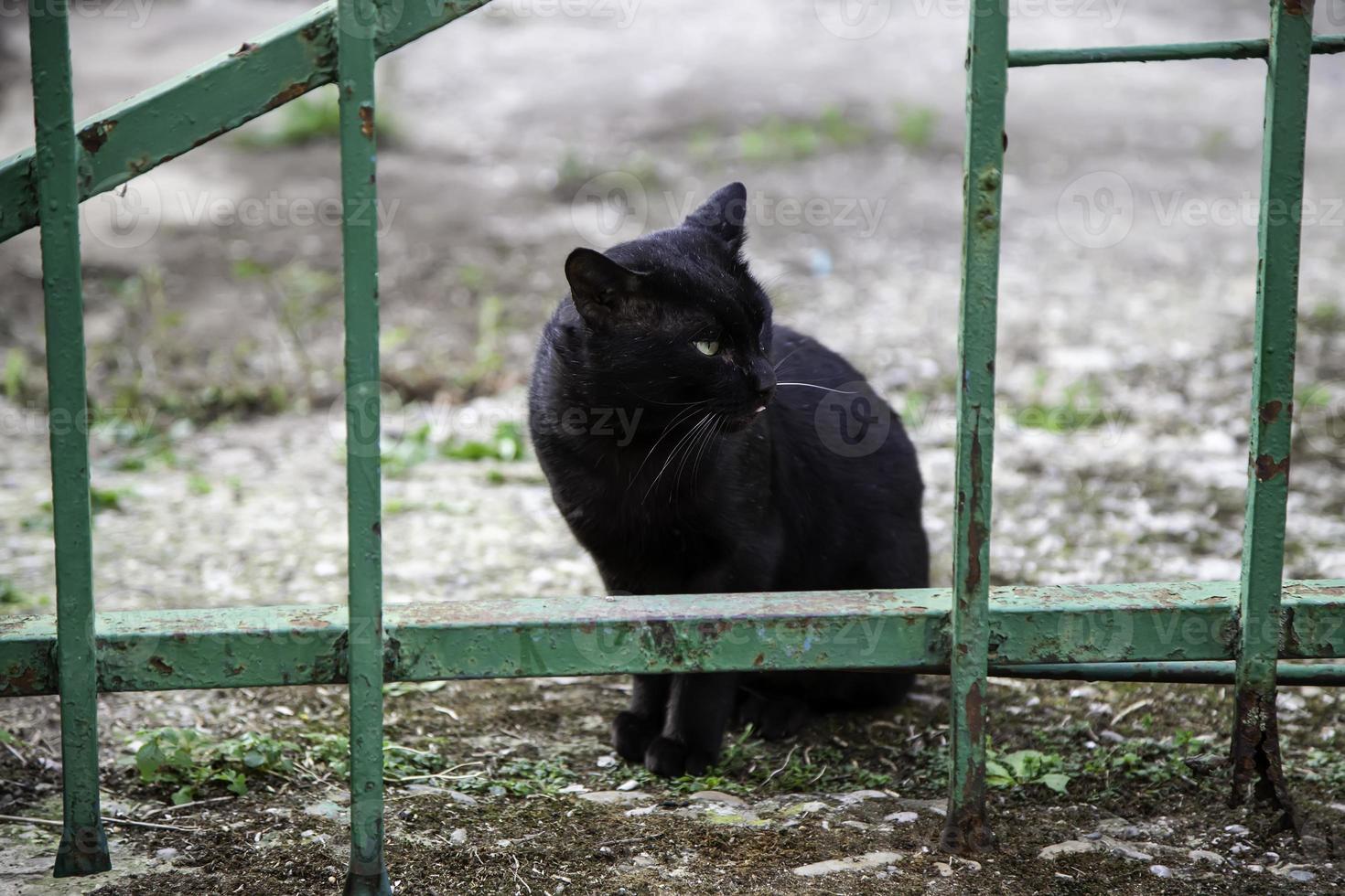 zwarte kat op straat foto