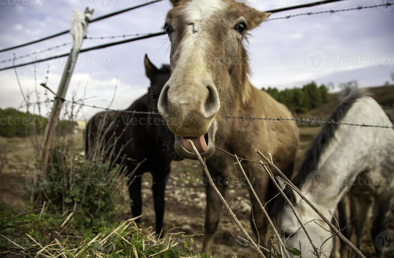 paard in stal foto