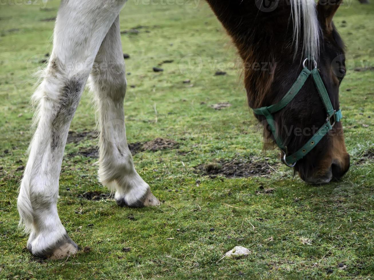 wild paard veld foto